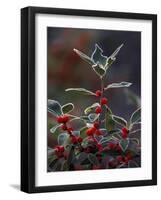 Holly Berries With Frost-Marilyn Parver-Framed Photographic Print