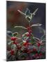 Holly Berries With Frost-Marilyn Parver-Mounted Photographic Print