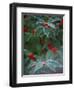 Holly Berries With Frost-Marilyn Parver-Framed Photographic Print