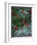 Holly Berries With Frost-Marilyn Parver-Framed Photographic Print