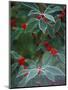 Holly Berries With Frost-Marilyn Parver-Mounted Photographic Print