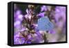 Holly Blue Butterfly Feeding on Garden Flower-null-Framed Stretched Canvas