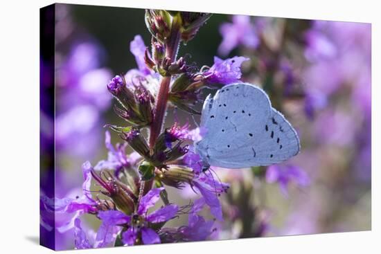 Holly Blue Butterfly Feeding on Garden Flower-null-Stretched Canvas