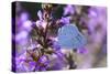 Holly Blue Butterfly Feeding on Garden Flower-null-Stretched Canvas