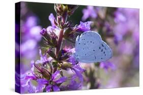 Holly Blue Butterfly Feeding on Garden Flower-null-Stretched Canvas