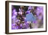 Holly Blue Butterfly Feeding on Garden Flower-null-Framed Photographic Print