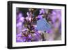 Holly Blue Butterfly Feeding on Garden Flower-null-Framed Photographic Print