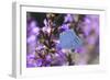 Holly Blue Butterfly Feeding on Garden Flower-null-Framed Photographic Print