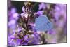 Holly Blue Butterfly Feeding on Garden Flower-null-Mounted Photographic Print