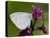 Holly Blue Butterfly Wings Closed, Feeding on Purple Loosestrife, West Sussex, England, UK-Andy Sands-Stretched Canvas