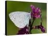 Holly Blue Butterfly Wings Closed, Feeding on Purple Loosestrife, West Sussex, England, UK-Andy Sands-Stretched Canvas