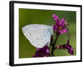 Holly Blue Butterfly Wings Closed, Feeding on Purple Loosestrife, West Sussex, England, UK-Andy Sands-Framed Photographic Print