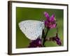 Holly Blue Butterfly Wings Closed, Feeding on Purple Loosestrife, West Sussex, England, UK-Andy Sands-Framed Photographic Print