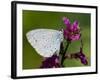 Holly Blue Butterfly Wings Closed, Feeding on Purple Loosestrife, West Sussex, England, UK-Andy Sands-Framed Photographic Print