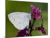 Holly Blue Butterfly Wings Closed, Feeding on Purple Loosestrife, West Sussex, England, UK-Andy Sands-Mounted Photographic Print