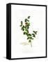 Holly Botanical, 2013-John Keeling-Framed Stretched Canvas