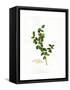 Holly Botanical, 2013-John Keeling-Framed Stretched Canvas