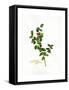 Holly Botanical, 2013-John Keeling-Framed Stretched Canvas