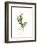 Holly Botanical, 2013-John Keeling-Framed Giclee Print