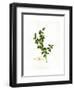 Holly Botanical, 2013-John Keeling-Framed Giclee Print