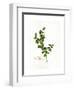 Holly Botanical, 2013-John Keeling-Framed Giclee Print