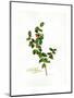 Holly Botanical, 2013-John Keeling-Mounted Giclee Print