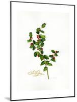 Holly Botanical, 2013-John Keeling-Mounted Giclee Print