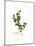 Holly Botanical, 2013-John Keeling-Mounted Giclee Print