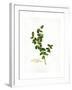 Holly Botanical, 2013-John Keeling-Framed Giclee Print