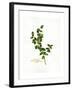 Holly Botanical, 2013-John Keeling-Framed Giclee Print