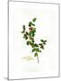 Holly Botanical, 2013-John Keeling-Mounted Giclee Print