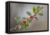 Holly Branch and Berries-null-Framed Stretched Canvas