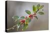 Holly Branch and Berries-null-Stretched Canvas
