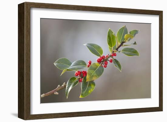 Holly Branch and Berries-null-Framed Photographic Print
