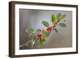 Holly Branch and Berries-null-Framed Photographic Print