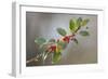 Holly Branch and Berries-null-Framed Photographic Print