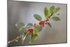 Holly Branch and Berries-null-Mounted Photographic Print