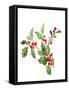 Holly Branches II-Lanie Loreth-Framed Stretched Canvas