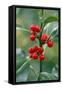 Holly Close Up of Berries and Leaves-null-Framed Stretched Canvas