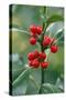 Holly Close Up of Berries and Leaves-null-Stretched Canvas