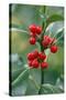 Holly Close Up of Berries and Leaves-null-Stretched Canvas