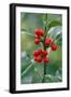 Holly Close Up of Berries and Leaves-null-Framed Photographic Print