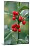 Holly Close Up of Berries and Leaves-null-Mounted Photographic Print