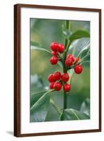 Holly Close Up of Berries and Leaves-null-Framed Photographic Print