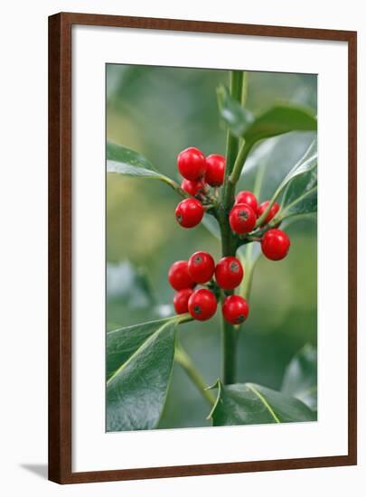 Holly Close Up of Berries and Leaves-null-Framed Photographic Print