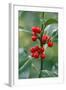 Holly Close Up of Berries and Leaves-null-Framed Photographic Print
