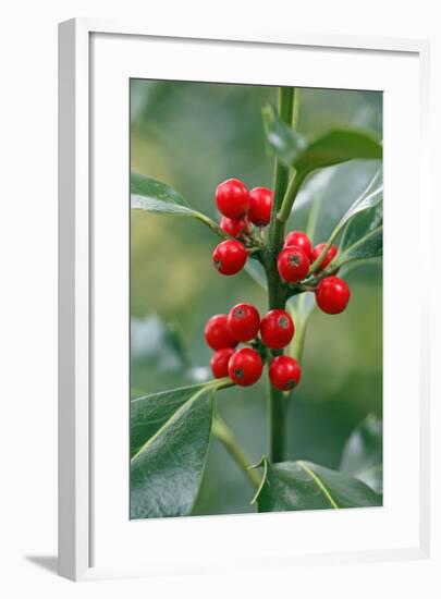 Holly Close Up of Berries and Leaves-null-Framed Photographic Print