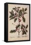 Holly from A Curious Herbal, 1782-Elizabeth Blackwell-Framed Stretched Canvas