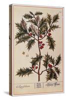 Holly from A Curious Herbal, 1782-Elizabeth Blackwell-Stretched Canvas