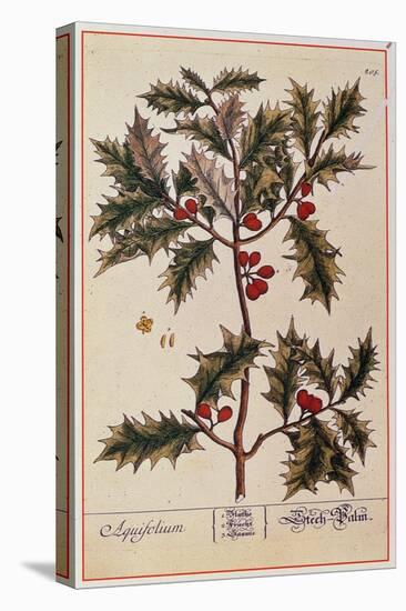 Holly from A Curious Herbal, 1782-Elizabeth Blackwell-Stretched Canvas